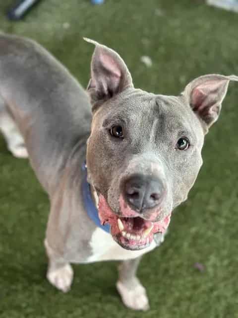 Photo of Gus, adoptable Pit Bull Terrier mix in Miami, Florida