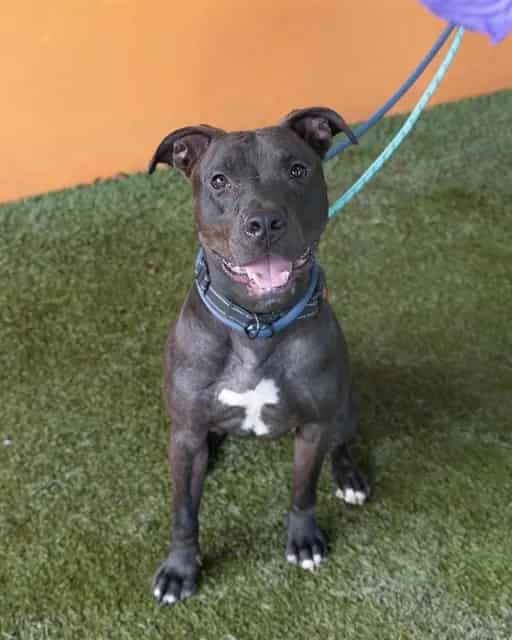 Photo of Buster, adoptable Terrier in Miami, Florida