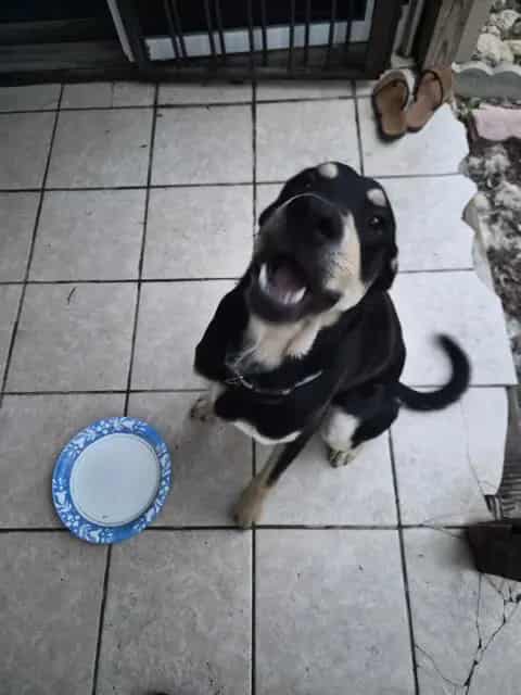 Photo of Bubby, adoptable dog in San Antonio, Texas