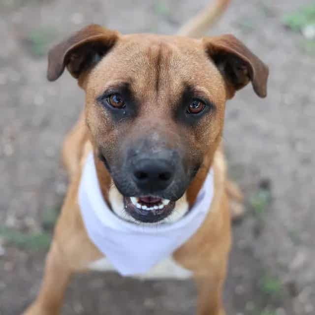 Photo of Winston, adoptable dog in San Antonio, Texas