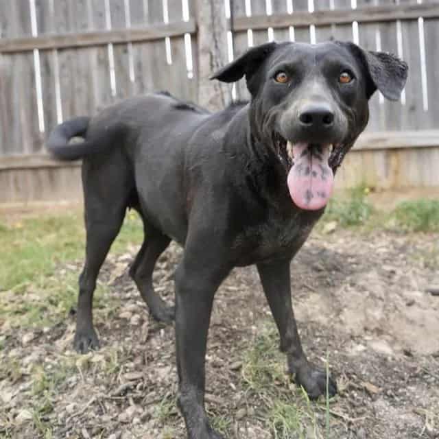 Photo of Myra, adoptable dog in San Antonio, Texas