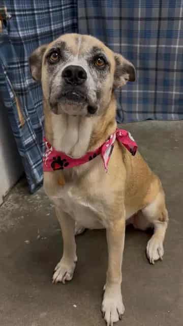 Photo of Bricia, adoptable Anatolian Shepherd mix in Rosenberg, Texas