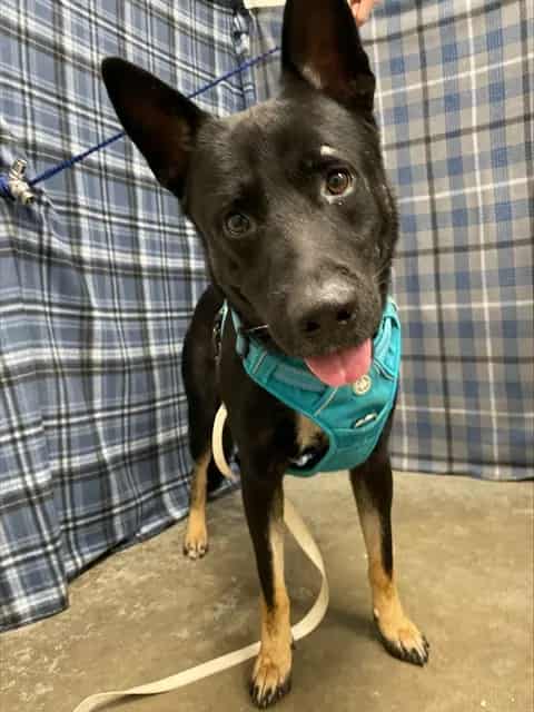 Photo of Ashton, adoptable German Shepherd Dog in Rosenberg, Texas