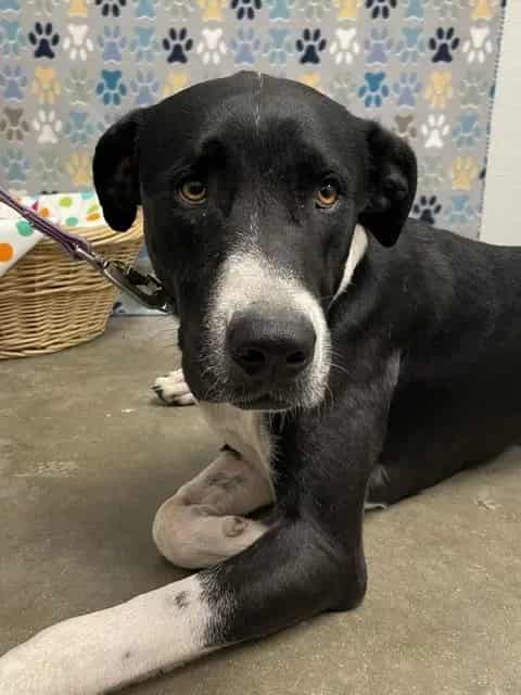 Photo of Annabella, adoptable Labrador Retriever in Rosenberg, Texas