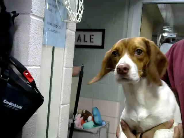 Photo of Maryanne, adoptable Beagle mix in Chicago Ridge, Illinois