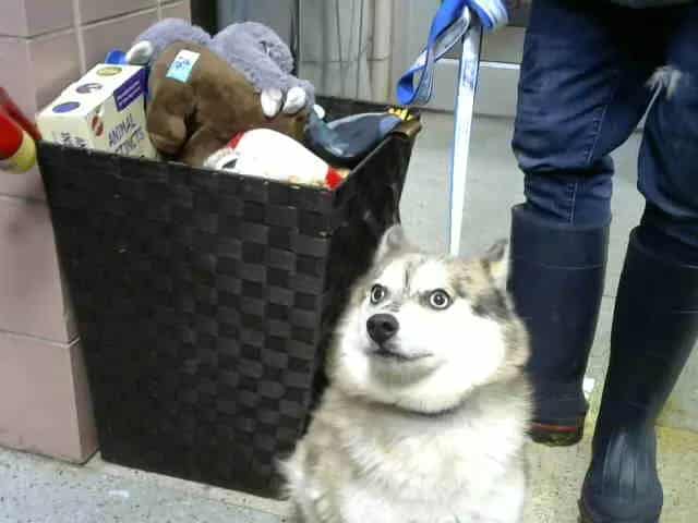 Photo of Storm, adoptable Pomeranian and Siberian Husky in Chicago Ridge, Illinois