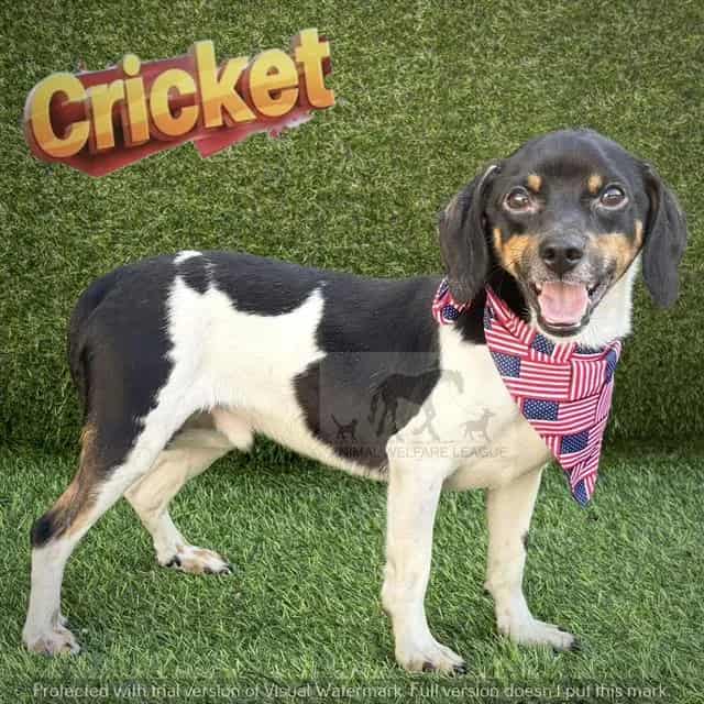 Photo of Cricket, adoptable Terrier mix in Chicago Ridge, Illinois