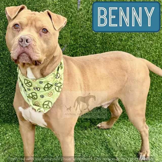 Photo of Benny, adoptable Staff Terrier A in Chicago Ridge, Illinois