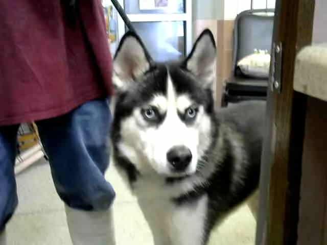 Photo of Logan, adoptable Siberian Husky in Chicago Ridge, Illinois