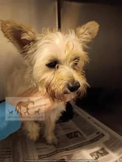 Photo of Salvador, adoptable Cairn Terrier in Chicago Ridge, Illinois