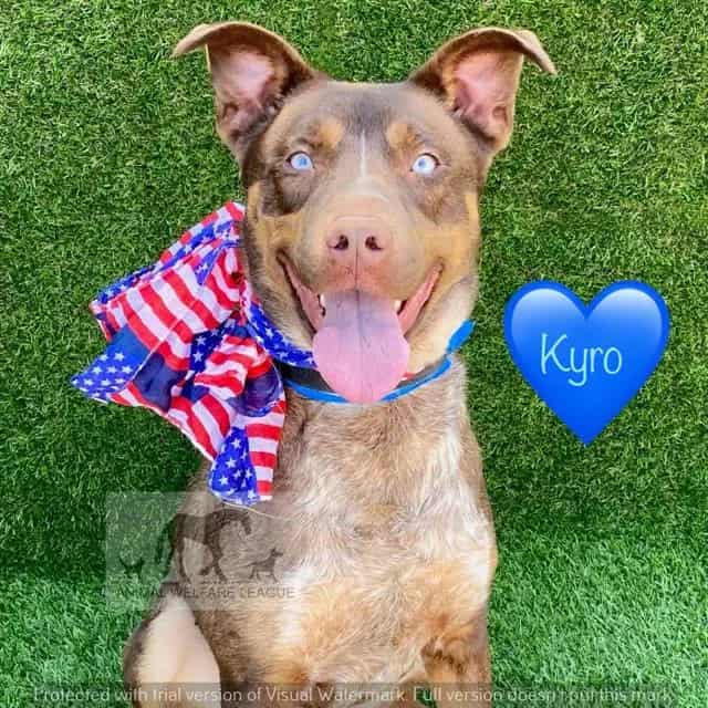 Photo of Kyro, adoptable Siberian Husky mix in Chicago Ridge, Illinois