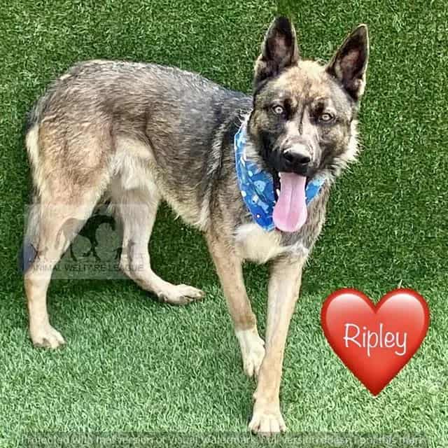 Photo of Ripley, adoptable German Shepherd Dog mix in Chicago Ridge, Illinois