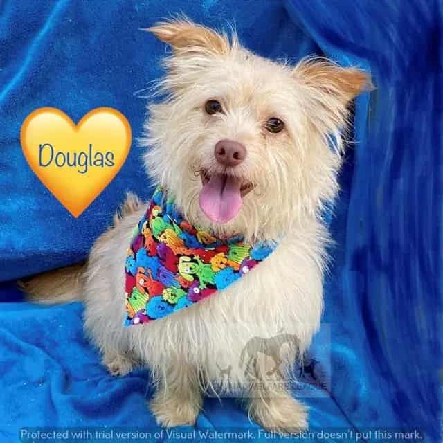 Photo of Douglas, adoptable Terrier mix in Chicago Ridge, Illinois