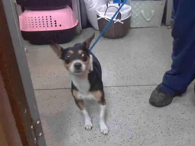 Photo of Jake, adoptable Jack (Parson) Russell Terrier in Chicago Ridge, Illinois