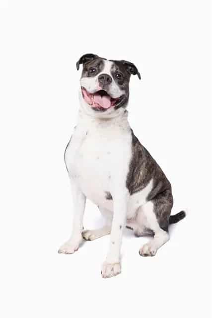 Photo of Romeo, adoptable American Bulldog in Miami, Florida