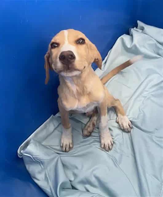 Photo of Tommy, adoptable Mixed Breed