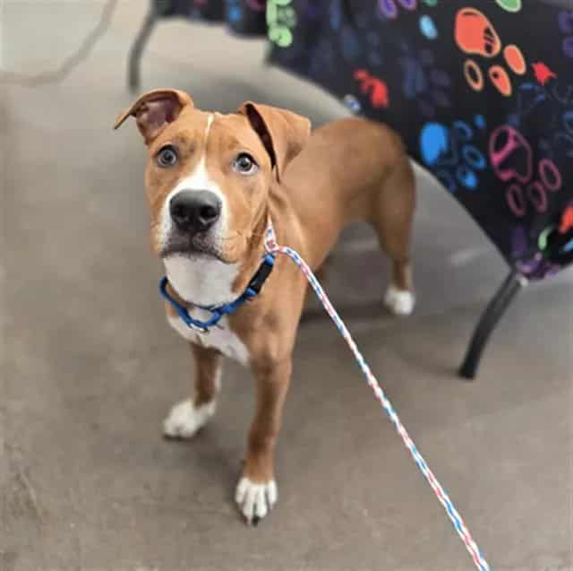 Photo of Bobert, adoptable Mixed Breed
