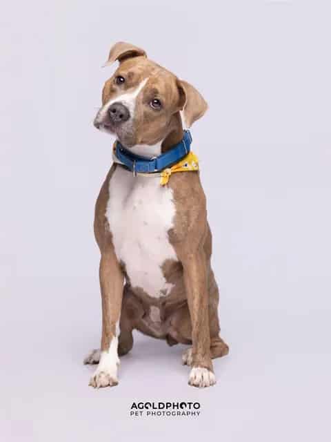 Photo of Cleo, adoptable Terrier in Miami, Florida