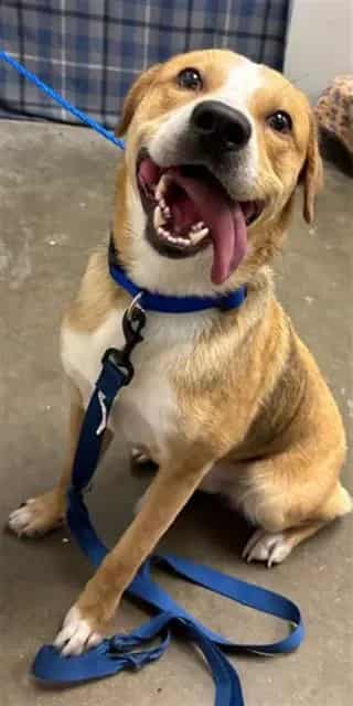 Photo of Benji, adoptable Labrador Retriever in Rosenberg, Texas