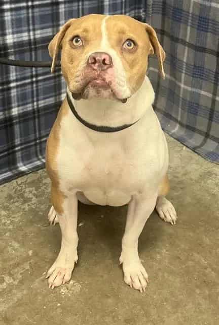 Photo of Josie, adoptable American Bulldog mix in Rosenberg, Texas
