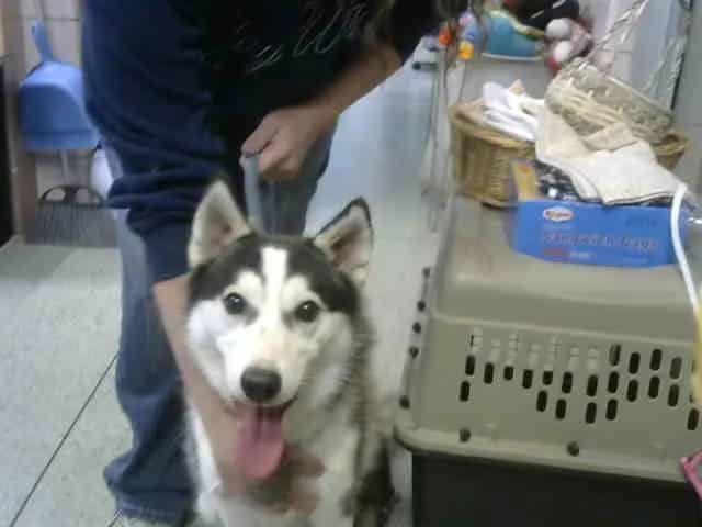 Photo of Ernie, adoptable Siberian Husky in Chicago Ridge, Illinois