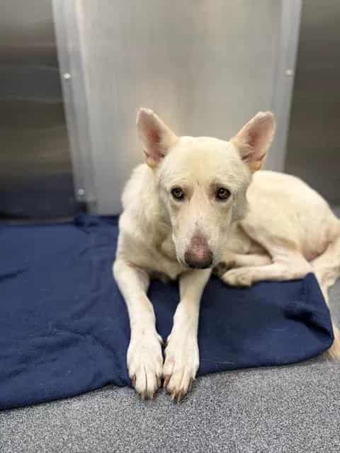Photo of Jupiter, adoptable Mixed Breed