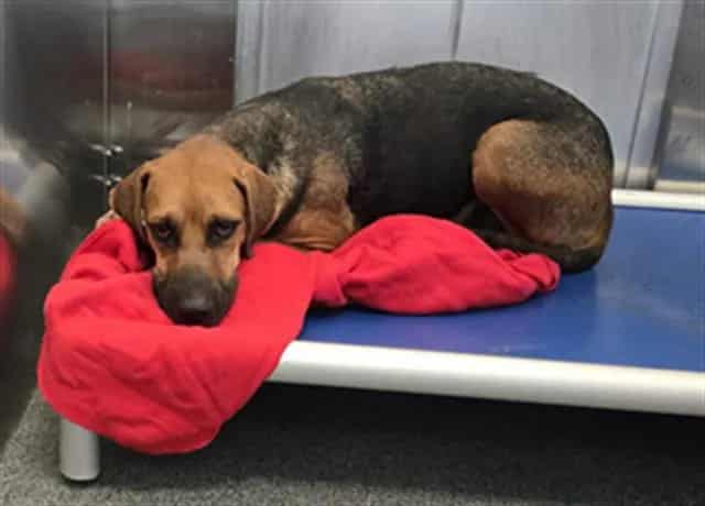 Photo of Tish, adoptable German Shepherd Dog mix