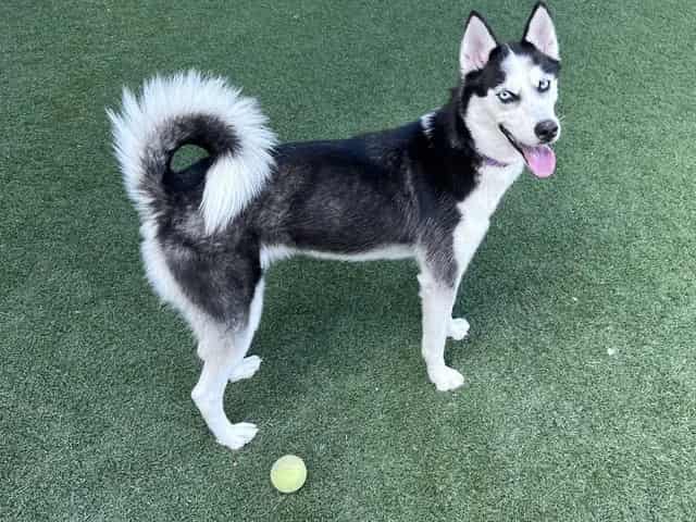 Photo of Ellie, adoptable Mixed Breed