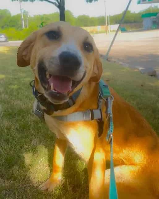 Photo of Jessie, adoptable Mixed Breed