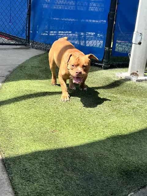 Photo of Red Baron, adoptable Terrier in Miami, Florida