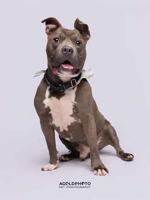 Photo of Baloo, adoptable Terrier mix in Miami, Florida