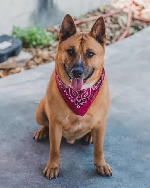 Photo of Donnie, adoptable Terrier mix in Miami, Florida