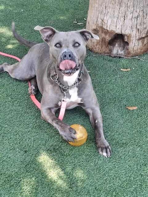 Photo of Peach, adoptable Terrier in Miami, Florida