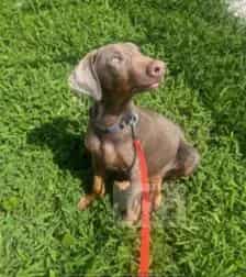 Photo of Atlas, adoptable Doberman Pinscher in Chicago Ridge, Illinois