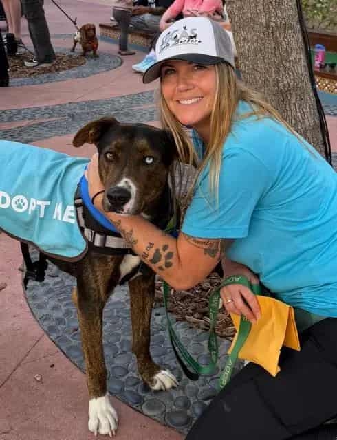 Photo of Pirate, adoptable Siberian Husky and Pit Bull Terrier in Santa Barbara, California