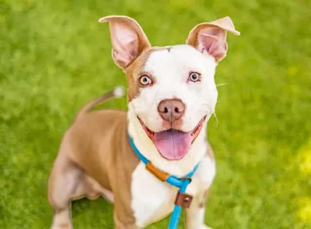 Photo of Sand, adoptable Pit Bull Terrier in San José, California