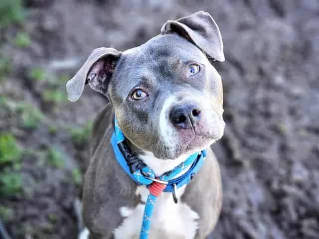 Photo of Jade, adoptable Pit Bull Terrier in San José, California