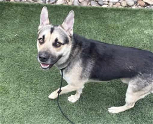 Photo of Chester, adoptable German Shepherd Dog mix in San José, California