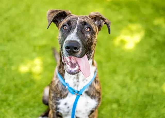 Photo of Joseph, adoptable Dutch Shepherd in San José, California