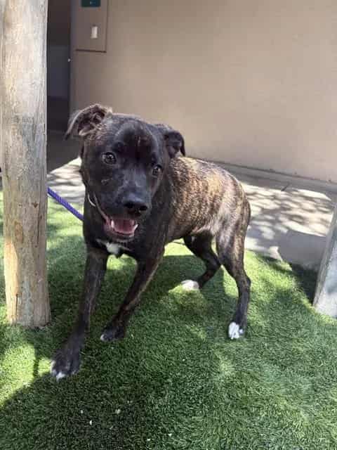 Photo of Bully, adoptable Pit Bull Terrier mix in San José, California