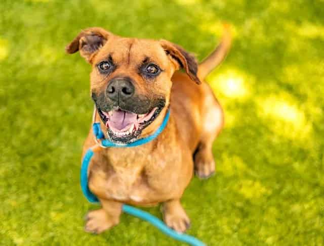 Photo of Linden, adoptable Pit Bull Terrier mix in San José, California