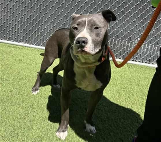 Photo of Babez, adoptable Pit Bull Terrier mix in San José, California