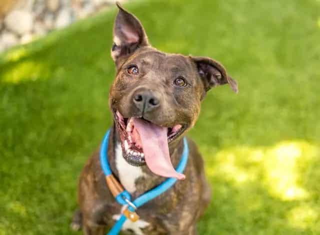 Photo of Diamond, adoptable American Pit Bull Terrier in San José, California