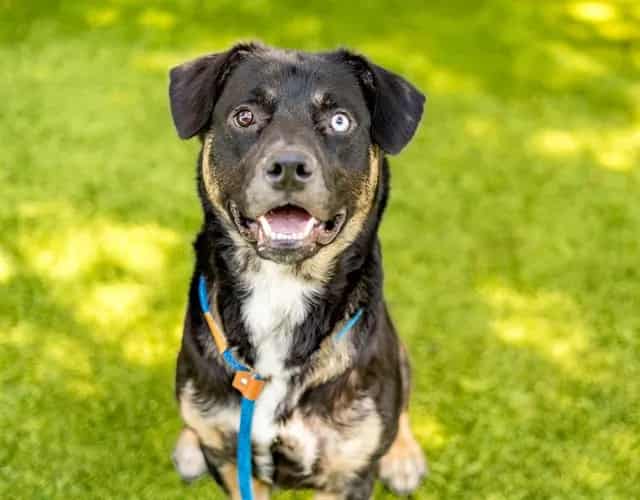 Photo of Kodi, adoptable Pit Bull Terrier and Siberian Husky in San José, California
