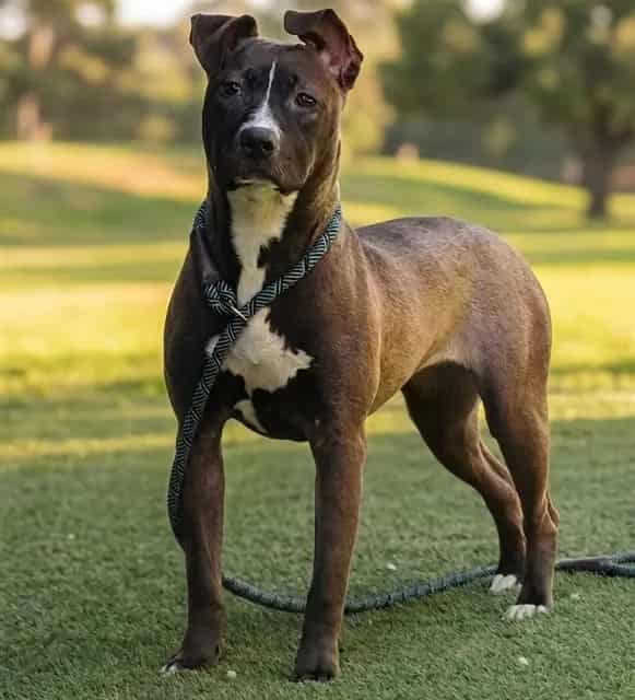 Photo of Puddle, adoptable Pit Bull Terrier and Belgian Malinois in San José, California