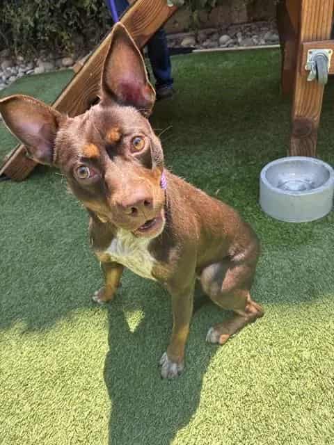 Photo of Foxy, adoptable Australian Cattle Dog mix in San José, California