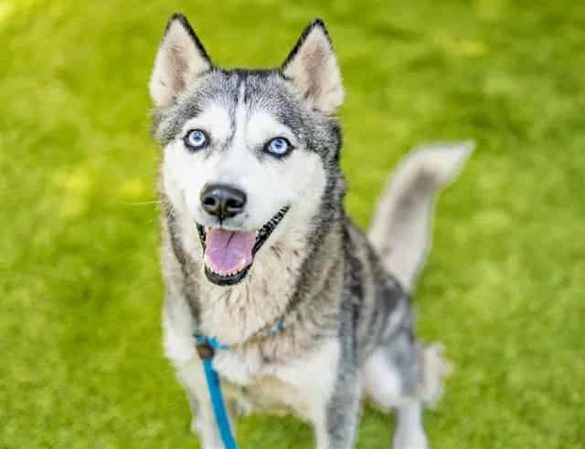 Photo of Juno, adoptable Siberian Husky in San José, California