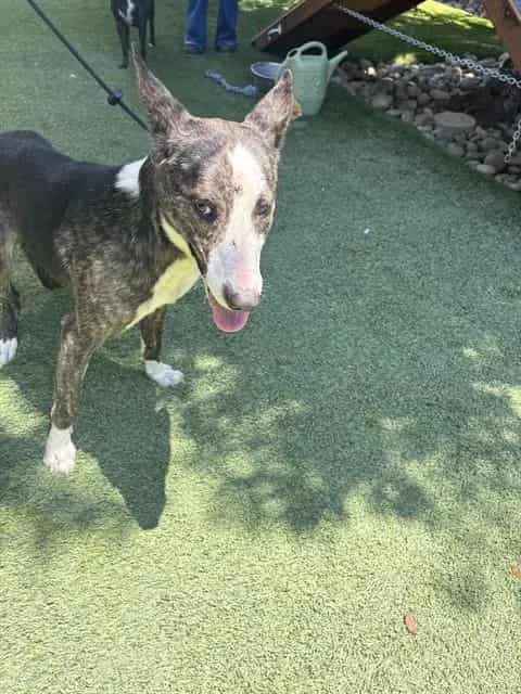 Photo of Osmund, adoptable Pit Bull Terrier and Bull Terrier in San José, California