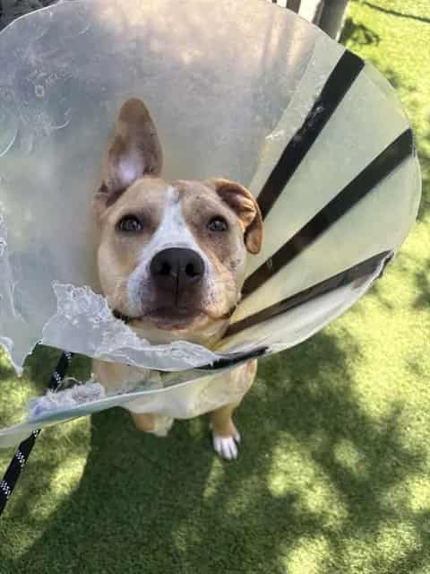Photo of Clover, adoptable Pit Bull Terrier in San José, California