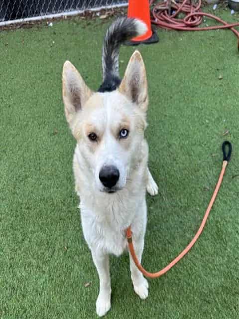 Photo of Hope, adoptable Siberian Husky mix in San José, California